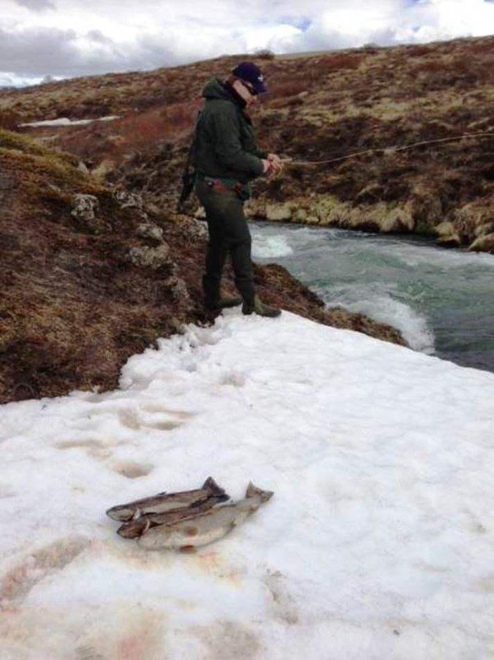 Flottir urriðar við erfiðar aðstæður í Hofstaðaey.