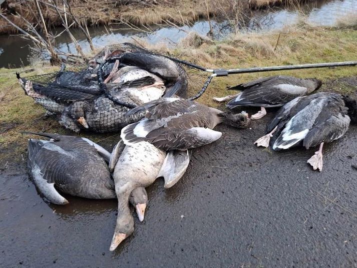 Fjöldi fugla hefur fundist dauður í Vatnsmýri í Reykjavík. Grunur er um að dauður minkur á sama stað hafi drepist úr fuglaflensu.