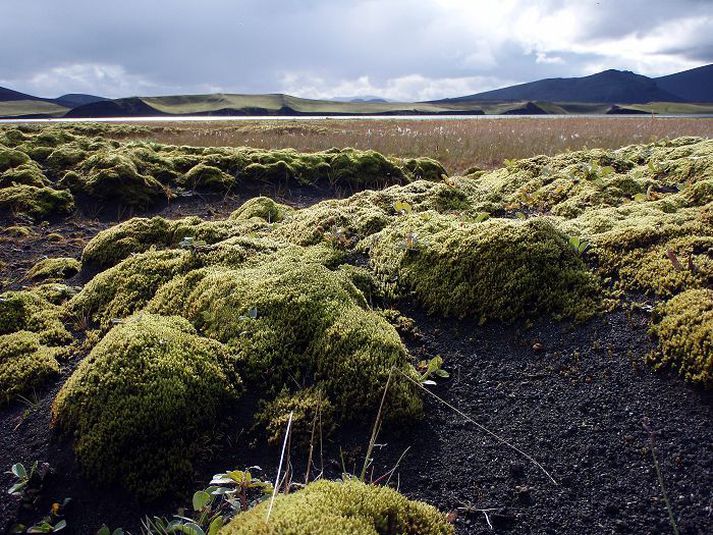 Við veiðivötn Mosaþembur eru í hættu ef rafstrengur og ljósleiðari eru plægðir niður í jöröina utan vegstæðis í Veiðivötnum, segir Hilmar J. Malmquist, sem er í stjórn Náttúruverndarsamtaka Íslands. Mynd/Hilmar J. Malmquist