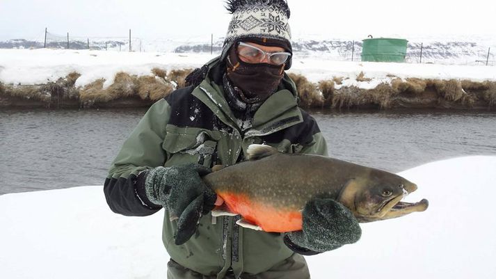 Sigurður Hafsteinsson með 11 punda bleikju úr Varmá