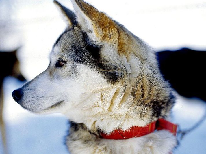 Hvolpurinn var af Siberian Husky kyni.