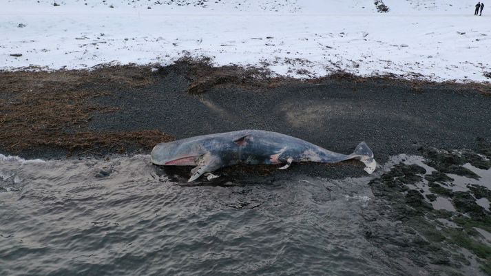 Lögreglan tilkynnti hvalrekann víða.