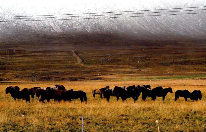 Eftirlit með hrossum Dýralæknir á Dýraspítalanum í Víðidal hvetur hestaeigendur til að fylgjast vel með hrossum sínum, þar sem grunur leikur á að hryssur hafi verið illa skaðaðar af mannavöldum.