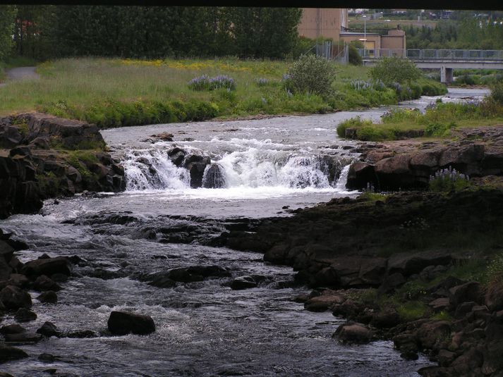 Sjávarfossinn gaf langflesta laxa í sumar.