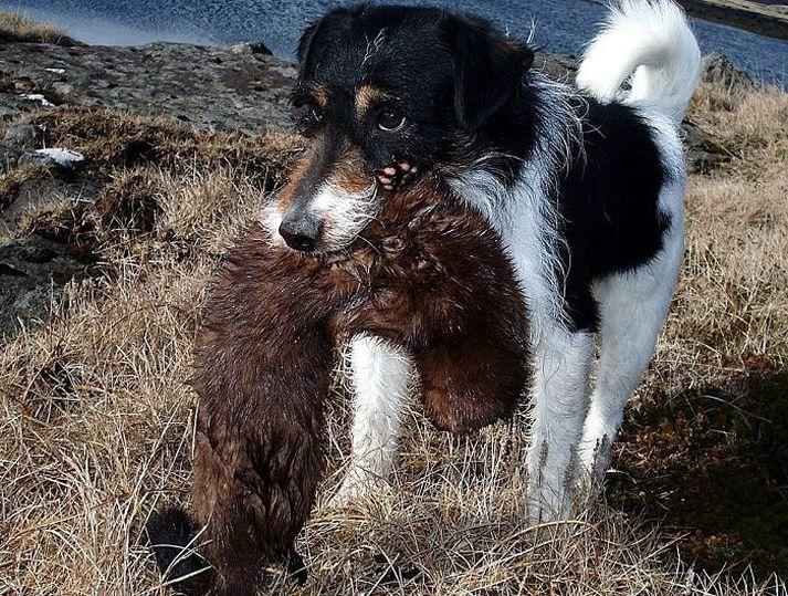 Tyson með mink í kjaftinum. Tyson er einhver besti minkahundur sem sögur fara af.