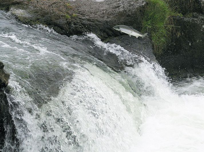 Lax stekkur í Sjávarfossi í Elliðaánum