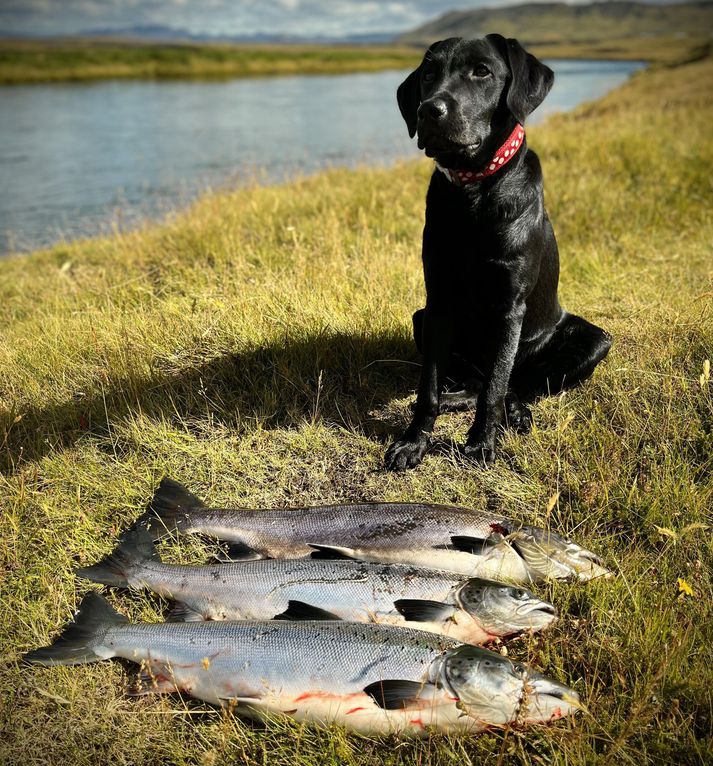 Flott morgunveiði í Rangárvaði í gær. Hundurinn Freyja afar stolt með feng dagsins