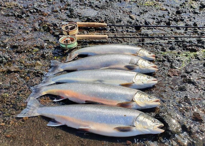 Flottar sjóbleikjur úr Hraunsfirði