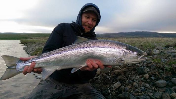 Gott hlutfall hefur verið af tveggja ára laxi í Þverá það sem af er sumri