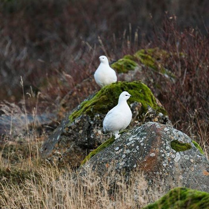 Rjúpnaveiðihelgin er hafin en veiðimenn eru hvattir til að kynna sér vel veðurspá áður en haldið er til fjalla.