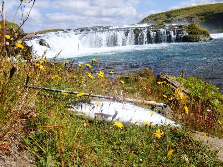 Þessi fjögurra punda lax veiddist við Ægissíðufoss í morgun.