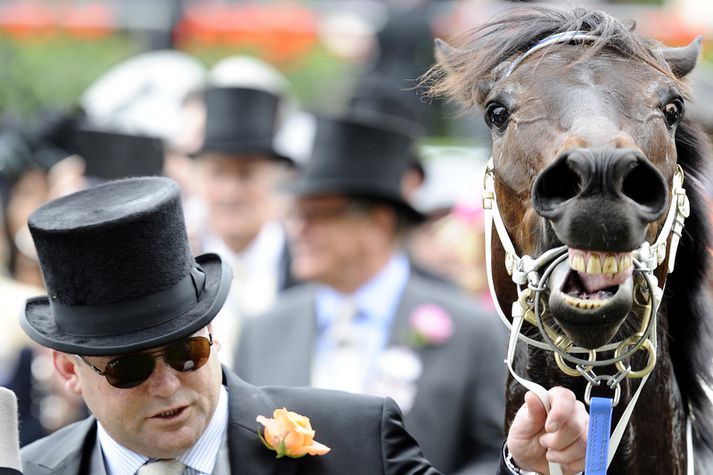 Black Caviar með knapa sínum Peter Moody.