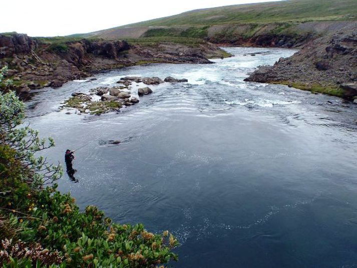 Veiðin í Selá hefur verið mjög góð í sumar.