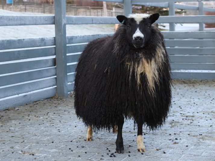 Kindin Assa verður rúin á sunnudag