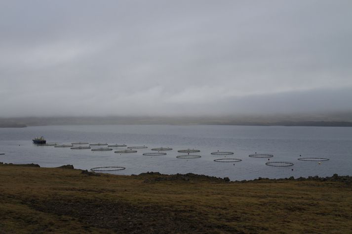 Mikið magn regnbogasilungs slapp úr eldisstöð fyrr á árinu. 