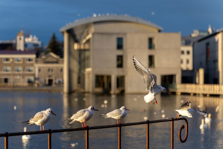 Fuglinn fannst veikur við Reykjavíkurtjörn. Mynd úr safni.