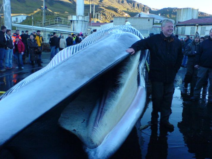 Einar K. Guðfinnsson sjávarútvegsráðherra klappar bráðinni sem dregin var á land í morgun.