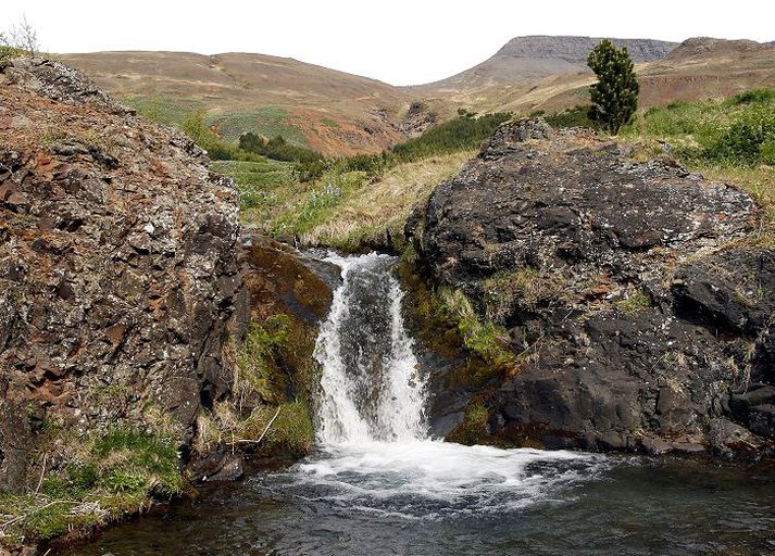 Mógilsá
Skógurinn við rætur Esjunnar er á nýju yfirlitskorti.