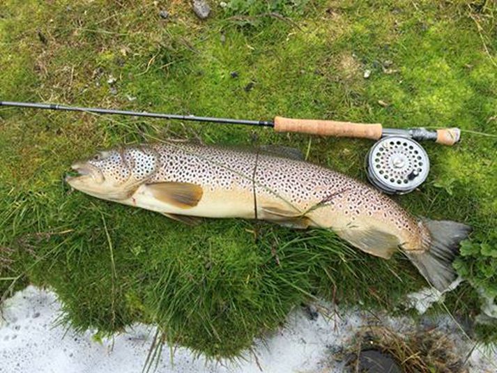 74 sm urriði úr Laxárdalnum sem var veiddur af Jarrow Batty