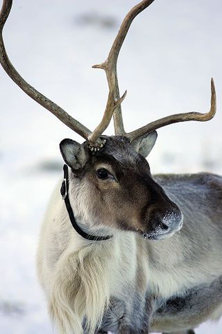 Hreindýr á Austurlandi Hreindýrastofninn hefur stækkað lítillega.