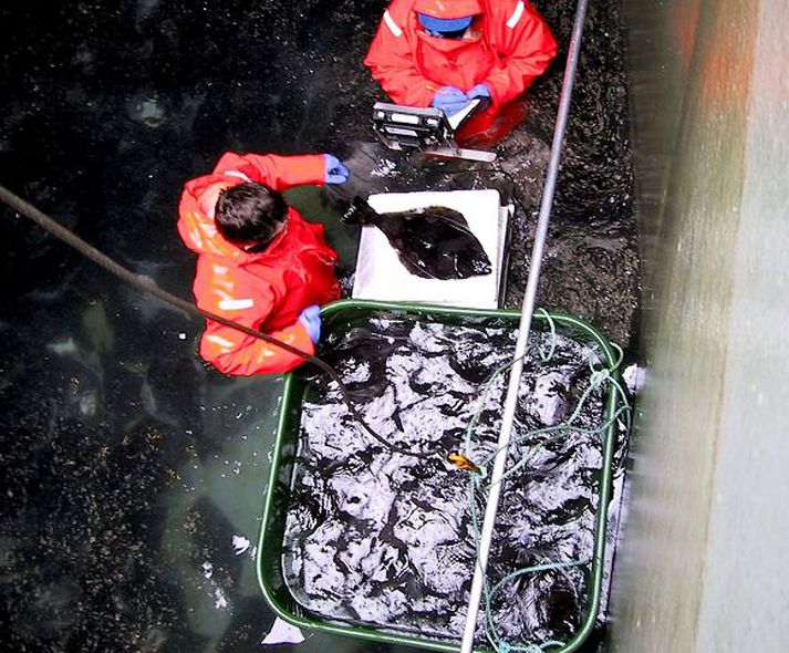 Lúðueldi . Þrívegs urðu viðskipti í Fiskeldi Eyjafjarðar á síðasta ári.