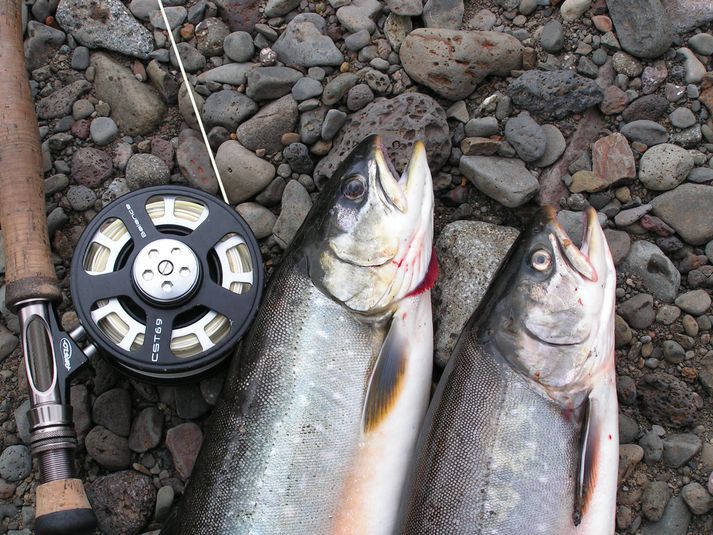 Við Hrútafjarðará í sumar. Vatnsleysi hefur svo gott sem eyðilagt laxveiðisumarið í Hrútafjarðará en þykkar sjóbleikjutorfur hafa haldið veiðimönnum heitum.