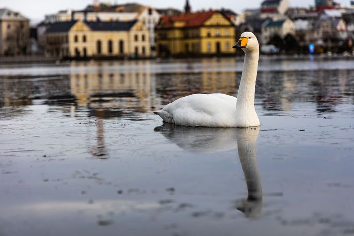 Fuglsheitið svanur er samheiti við álft en er aftur á móti mannsnafn samkvæmt hefð og kemur meðal annars fyrir í Njálu.