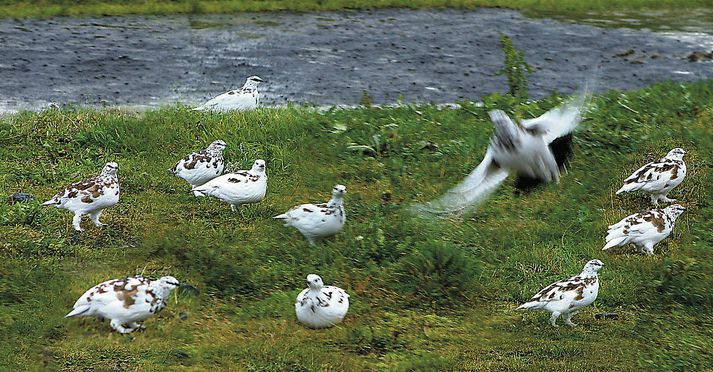 Rjúpur eiga undir högg að sækja og veiðidögum hefur verið fækkað stórlega.