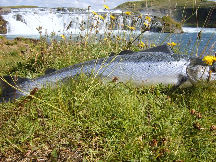 Fallegur lax við Ægissíðufoss í Ytri-Rangá. Þar er tilboð á veiðileyfum eins og í Hróarslæk sem rennur í Rangá.