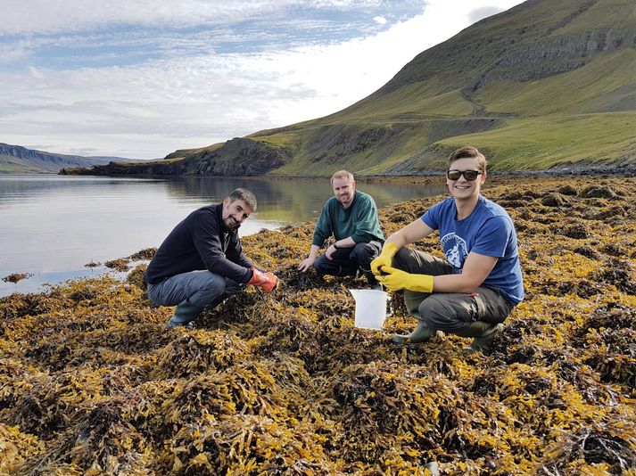 Er um að ræða áfanga í að leggja grunn að frekari rannsóknum á örplasti í hafinu og lífríki þess við Ísland.