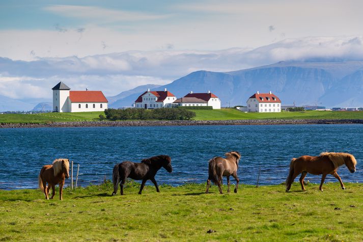 Íslenski hesturinn.