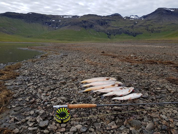 Flott veiði í Hraunsfirði hjá Hauk Böðvarssyni