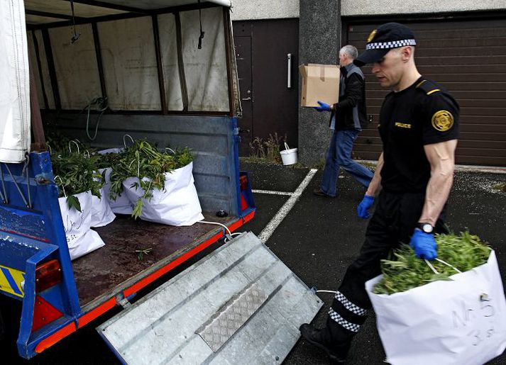 Lögregla tók kannabisræktun Kannabisplönturnar voru á lokastigi ræktunar og tilbúnar til niðurskurðar.Fréttablaðið/Valli