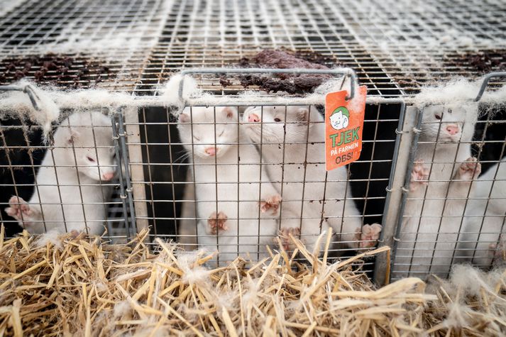 Minkarækt er hafin að nýju í Danmörku, fjórum árum eftir að fleiri milljónum minka var lógað í landinu. 