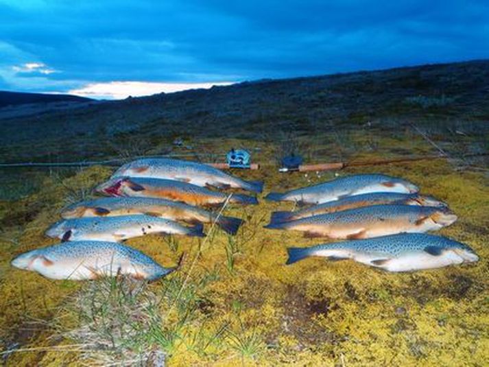 Oftast hefur veiðst betur í Veiðivötnum en í þessari opnun, en þar hafa jafnan veiðst vænir fiskar.