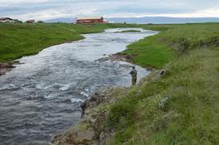 Laxá í Ásum hefur lengi verið dýrasta laxveiðiá landsins