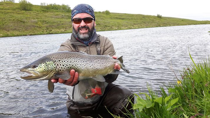 Fallegur urriði úr Laxá í Mývatnssveit