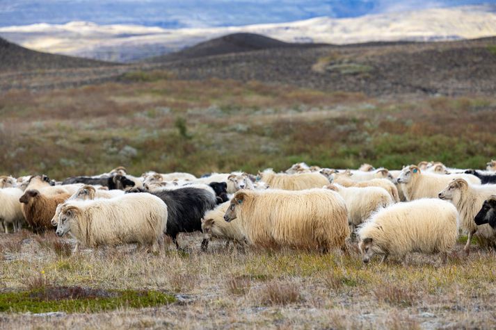 Til dæmis eru framkvæmdar tilraunir á Íslandi á sauðfé. Til dæmis í rannsóknum á bóluefni við riðu.