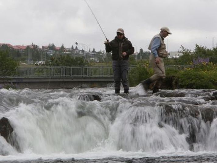 Veiðin er miklu mun betri en á sama tíma í fyrra.