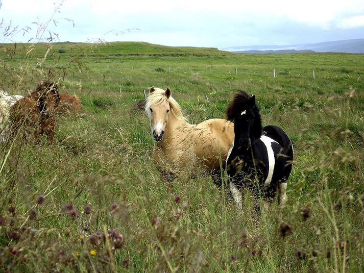 Tugir milljóna spilara Facebook-leiksins FarmVille geta fengið sér íslenskan hest og ræktað gæðinga. Hulda Gústafsdóttir segir þessa markaðssetningu afar jákvæða.