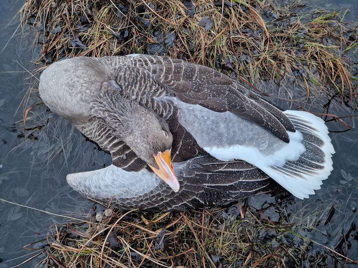 Af þeim fuglum sem hafa greinst með fuglainflúensuna H5N5 á höfuðborgarsvæðinu er í flestum tilfellum um að ræða gæsir. Þessa mynd tók Gunnar Þór Hallgrímsson prófessor í Vatnsmýrinni um helgina.