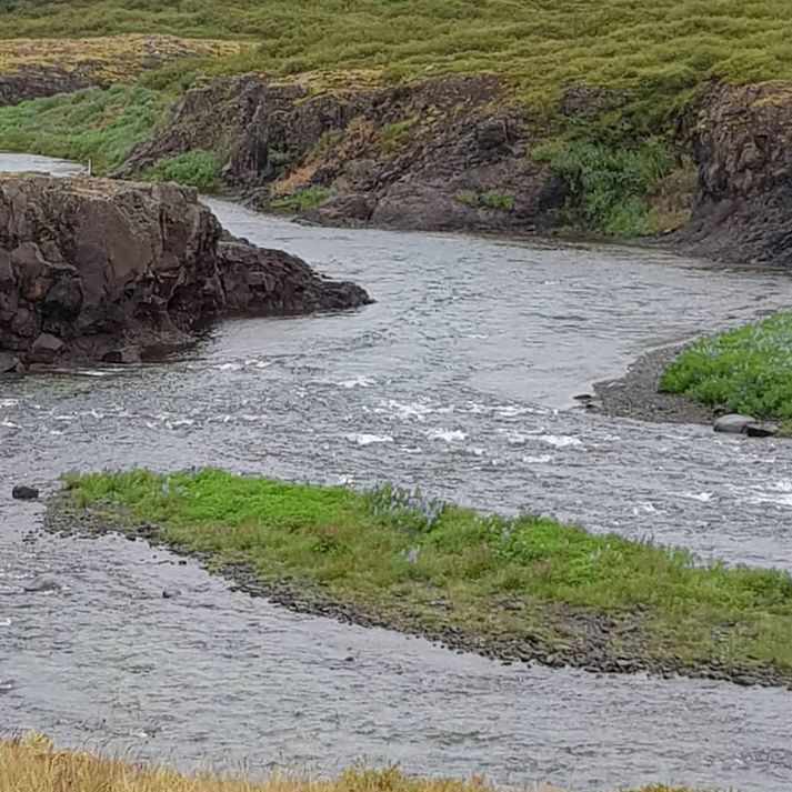 Horft niður að Efri Hvítstaðahyl í Langá í morgun. Áin er komin í gullvatn.