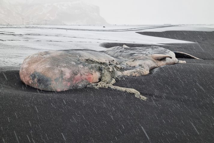 Jóhannes veit ekki hvort um tannhval eða skíðishval er að ræða. 