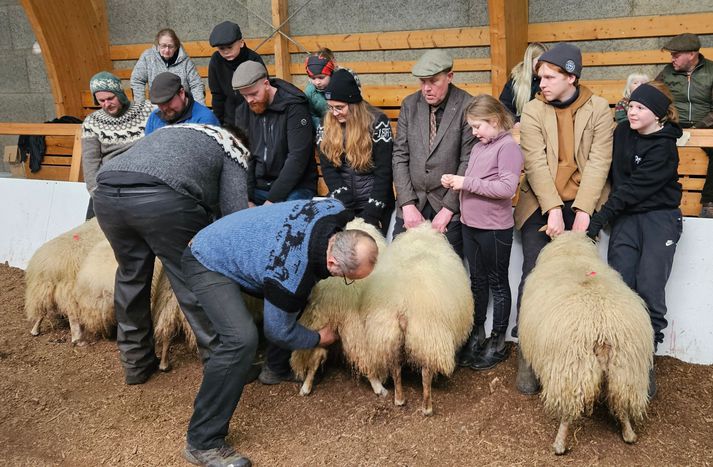 Dómararnir að störfum á hrútasýningunni, sem fór fram í reiðhöllinni á Flúðum.