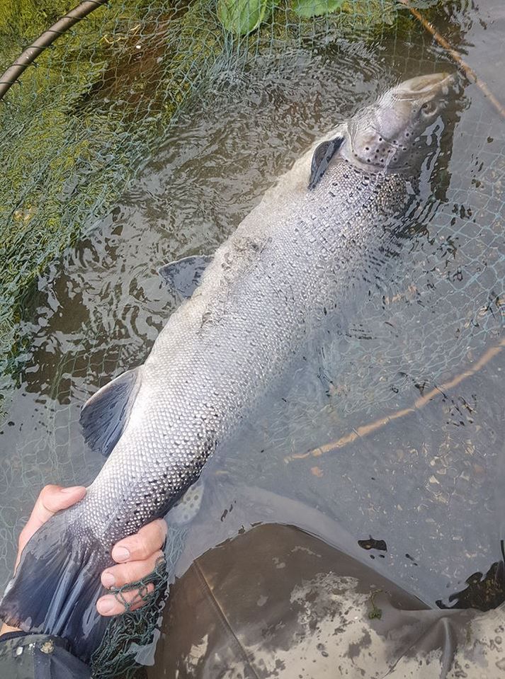 85 sm urriðinn sem veiddist í gær í Ytri Rangá