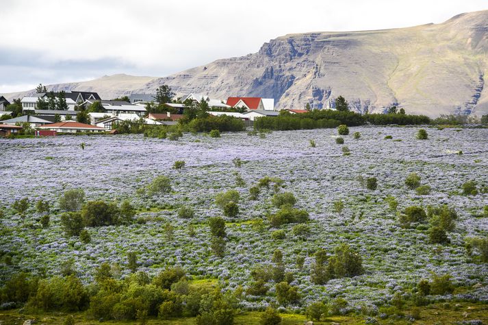 Lúpínubreiður setja mjög mikinn svip á Keldnaholt við Grafarvogshverfið í Reykjavík. 