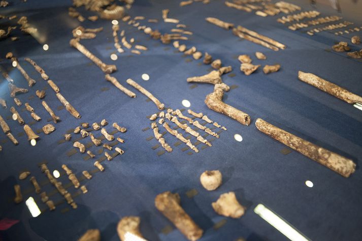 Ein beinagrind Homo naledi