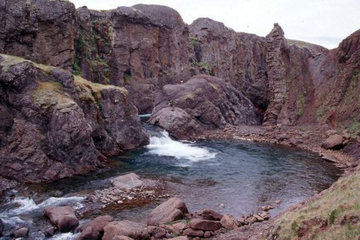 Fínar göngur hafa veið í Gljúfurá síðsustu daga