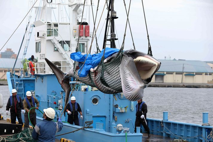 Japanskir hvalveiðimenn landa hrefnu í Kushiro í dag.