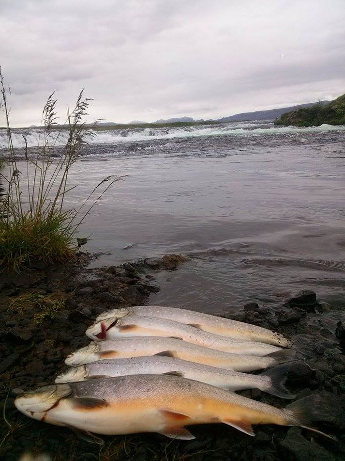 Flottar bleikjur úr Brúará